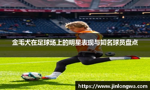 金毛犬在足球场上的明星表现与知名球员盘点